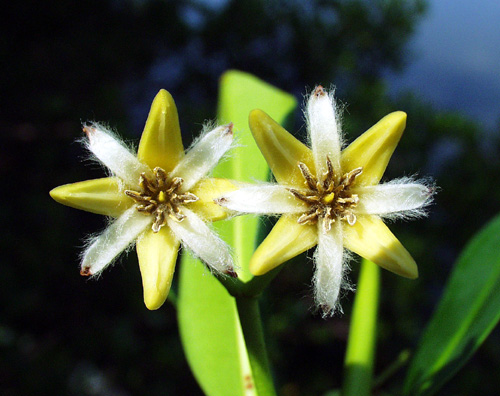 Rhizophora mangle flowers